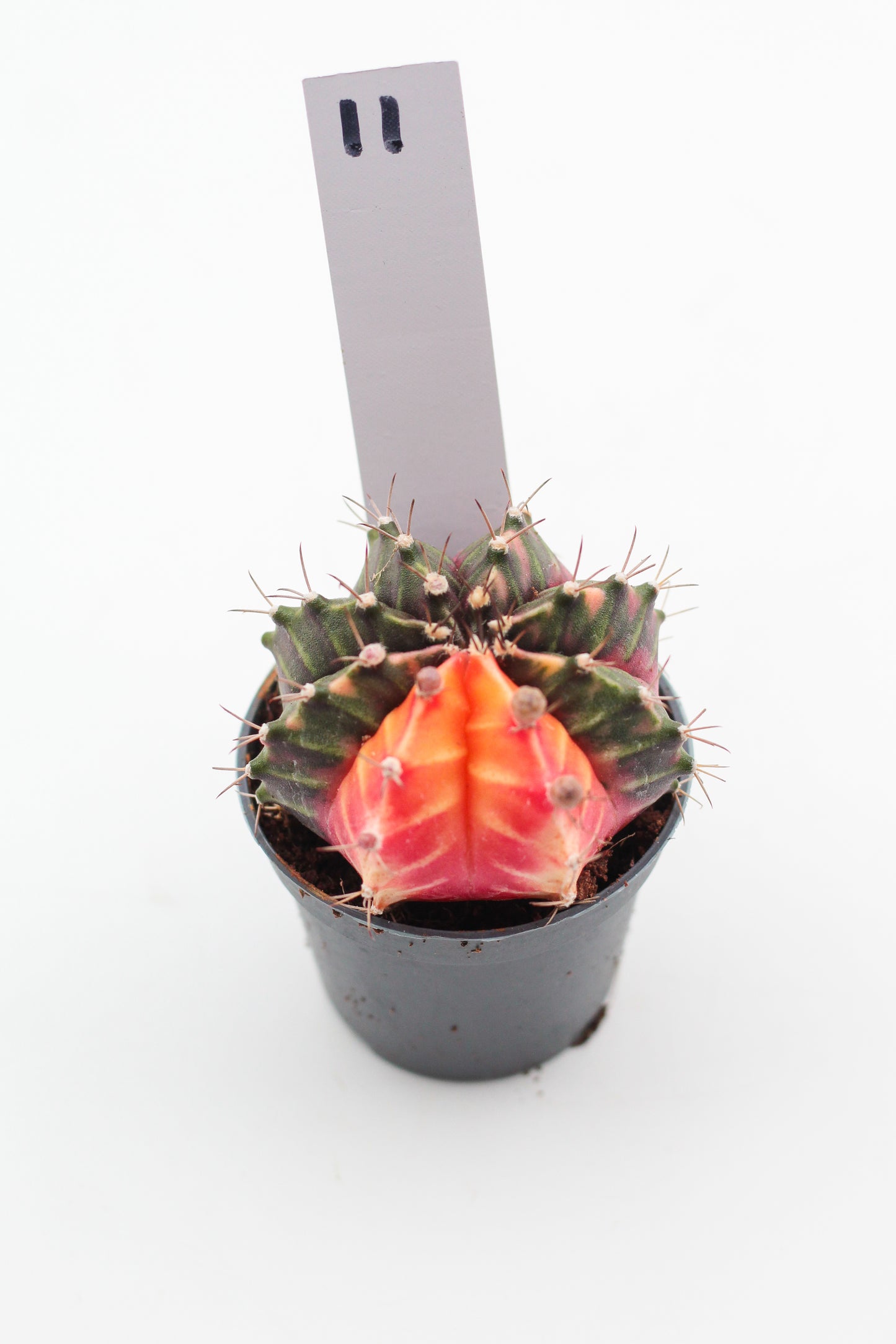 Gymnocalycium mihanovichii variegata Thai hybrid