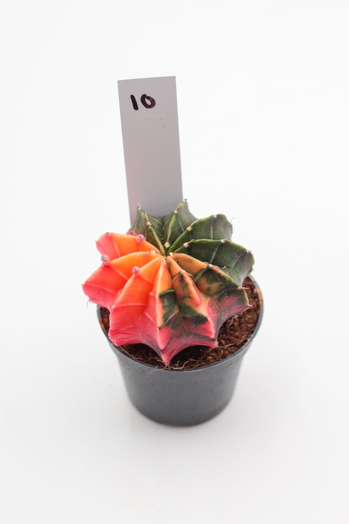 Gymnocalycium mihanovichii variegata Thai hybrid
