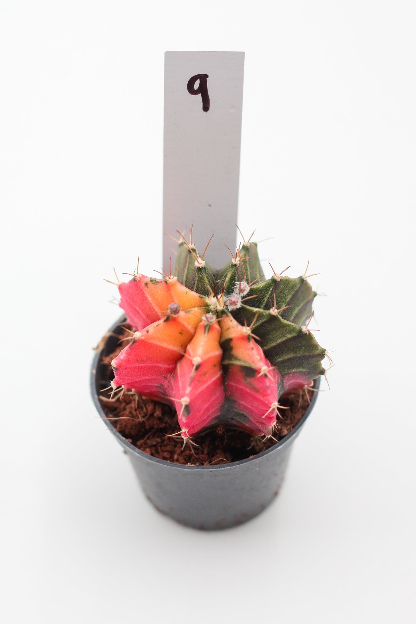 Gymnocalycium mihanovichii variegata Thai hybrid