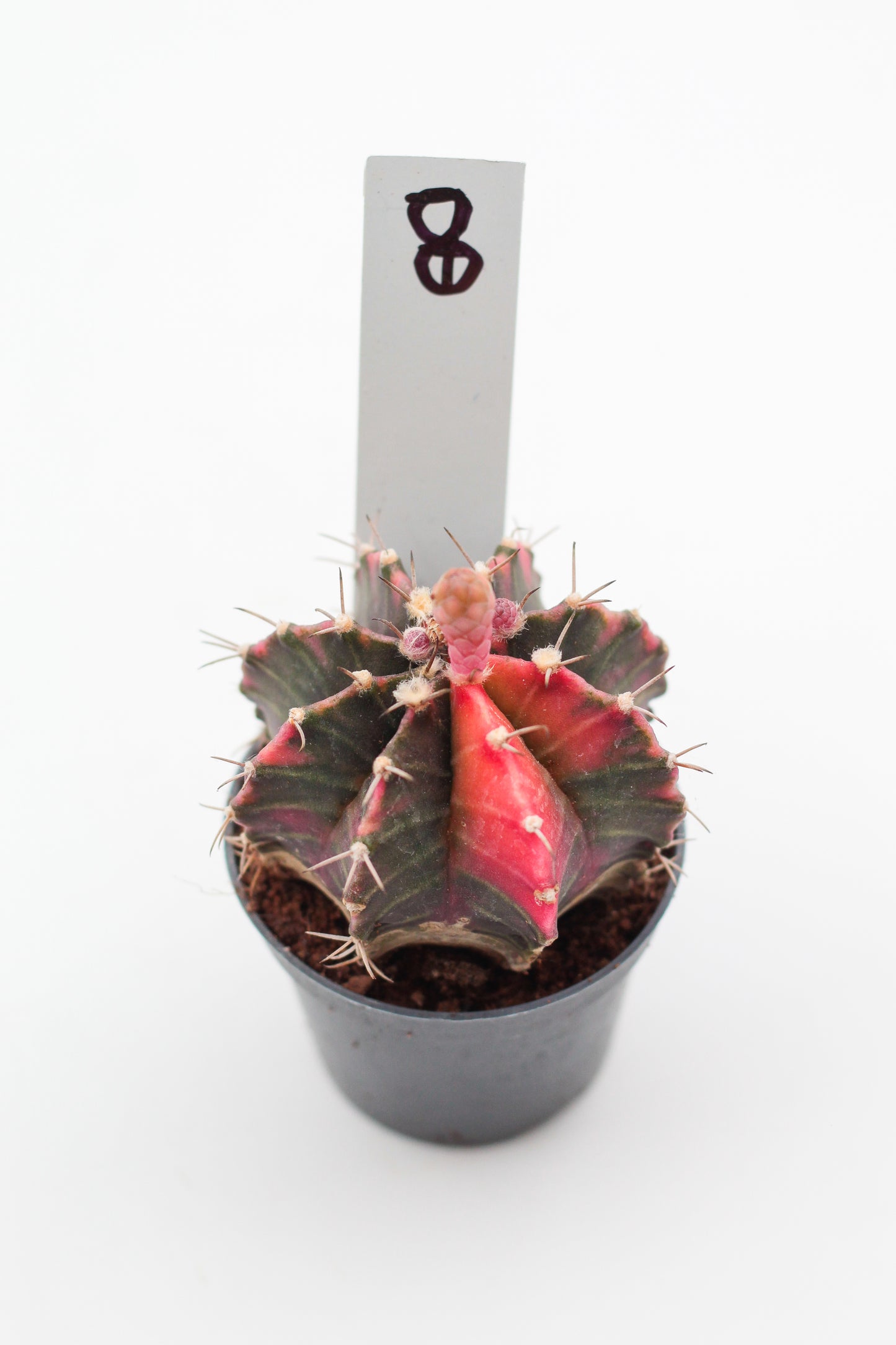 Gymnocalycium mihanovichii variegata Thai hybrid