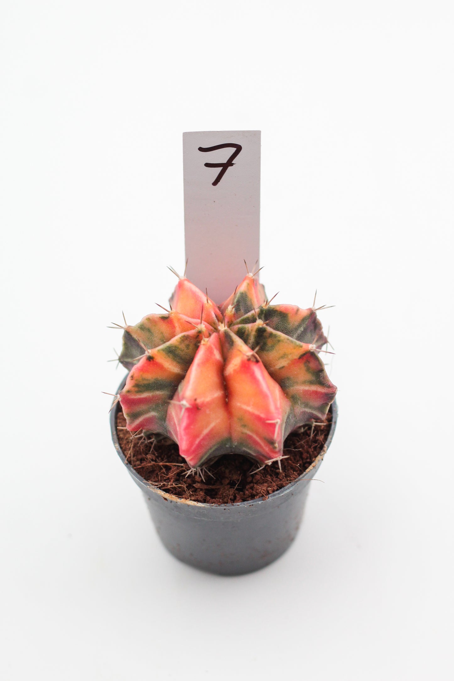 Gymnocalycium mihanovichii variegata Thai hybrid