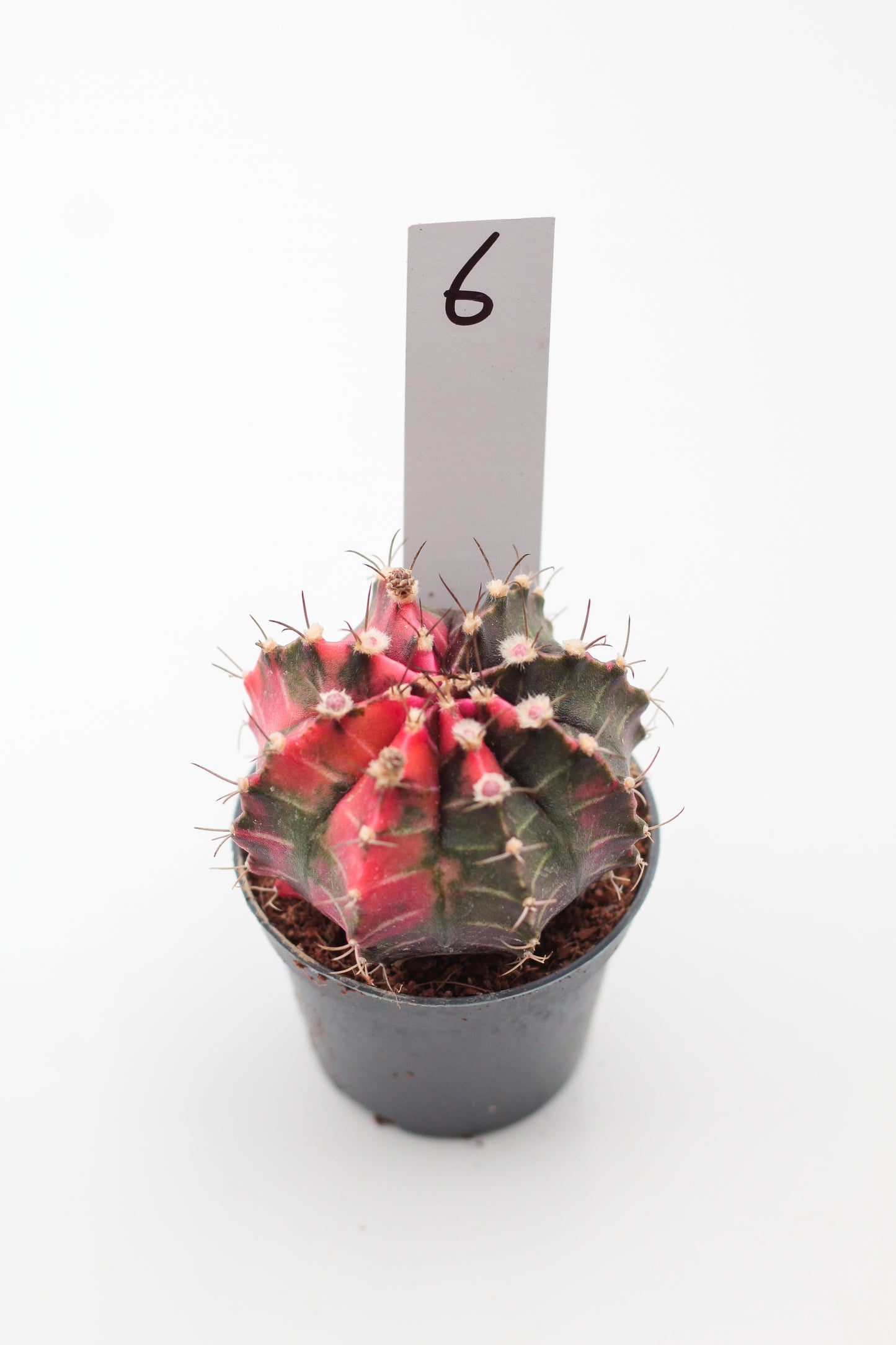 Gymnocalycium mihanovichii variegata Thai hybrid