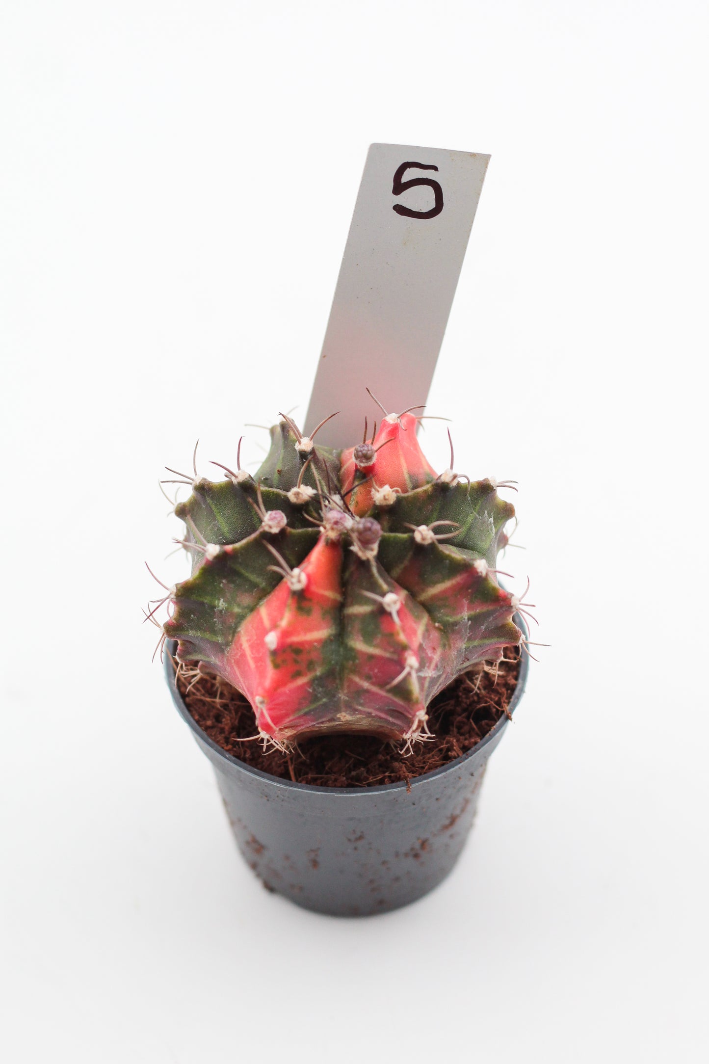 Gymnocalycium mihanovichii variegata Thai hybrid
