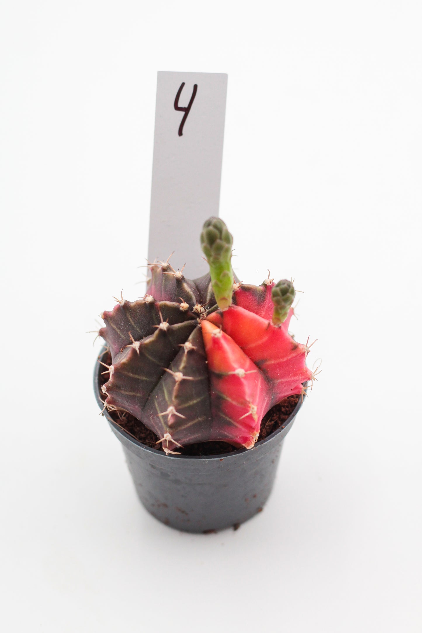 Gymnocalycium mihanovichii variegata Thai hybrid