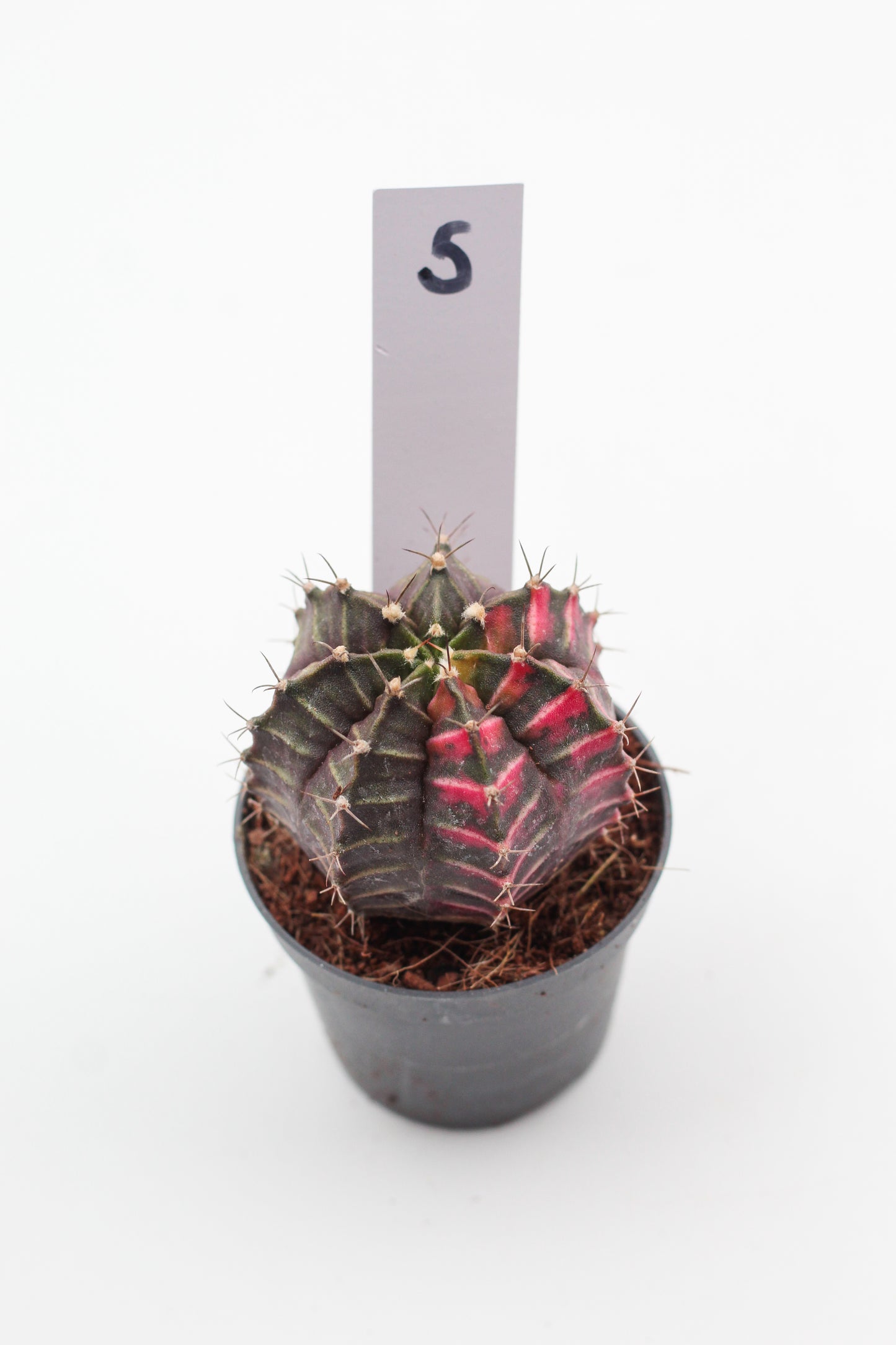 Gymnocalycium mihanovichii variegata Thai hybrid