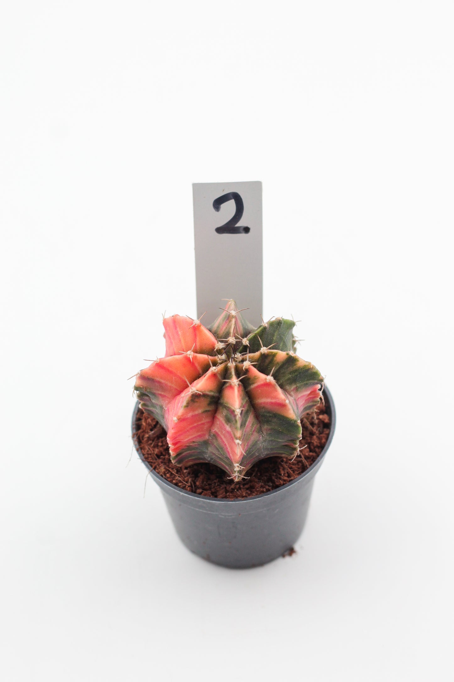 Gymnocalycium mihanovichii variegata Thai hybrid