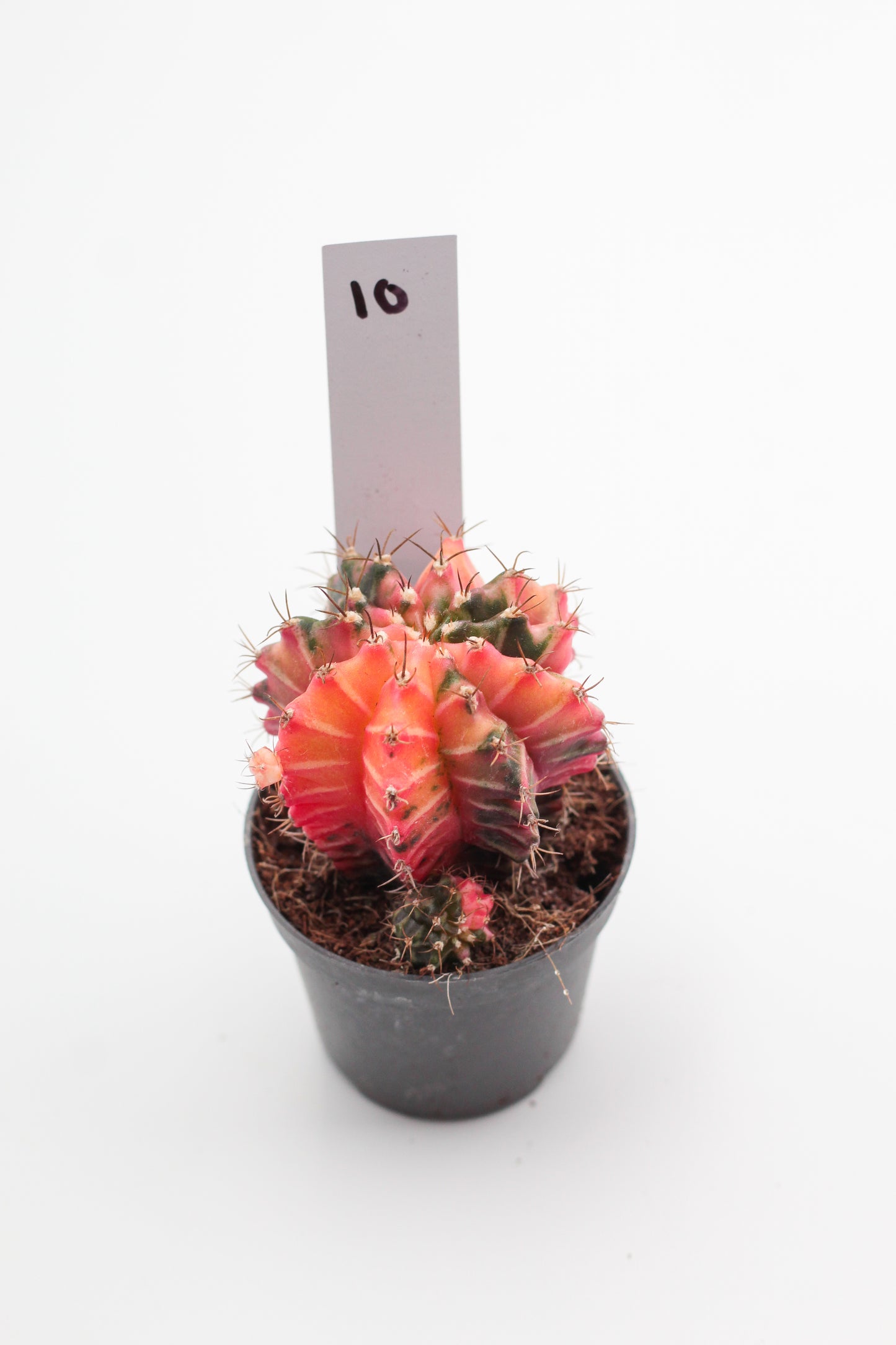 Gymnocalycium mihanovichii variegata Thai hybrid