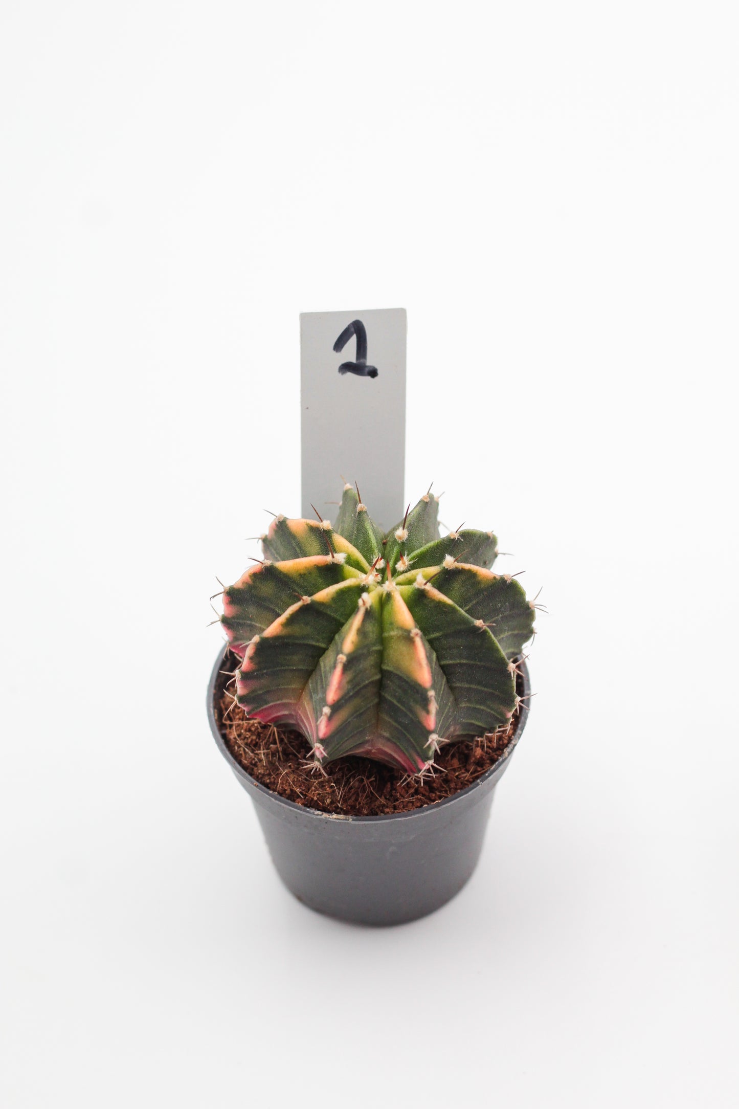 Gymnocalycium mihanovichii variegata Thai hybrid