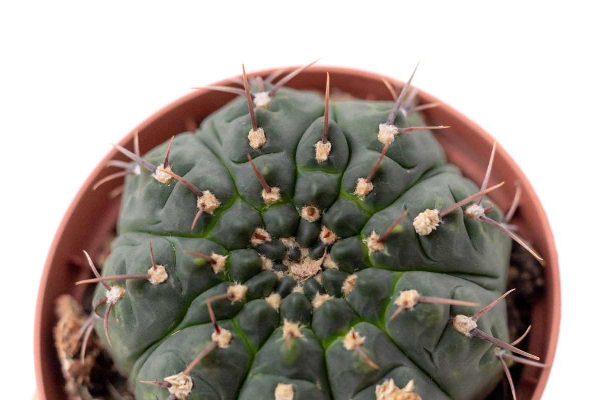 Gymnocalycium ochoterenae subs. vatteri