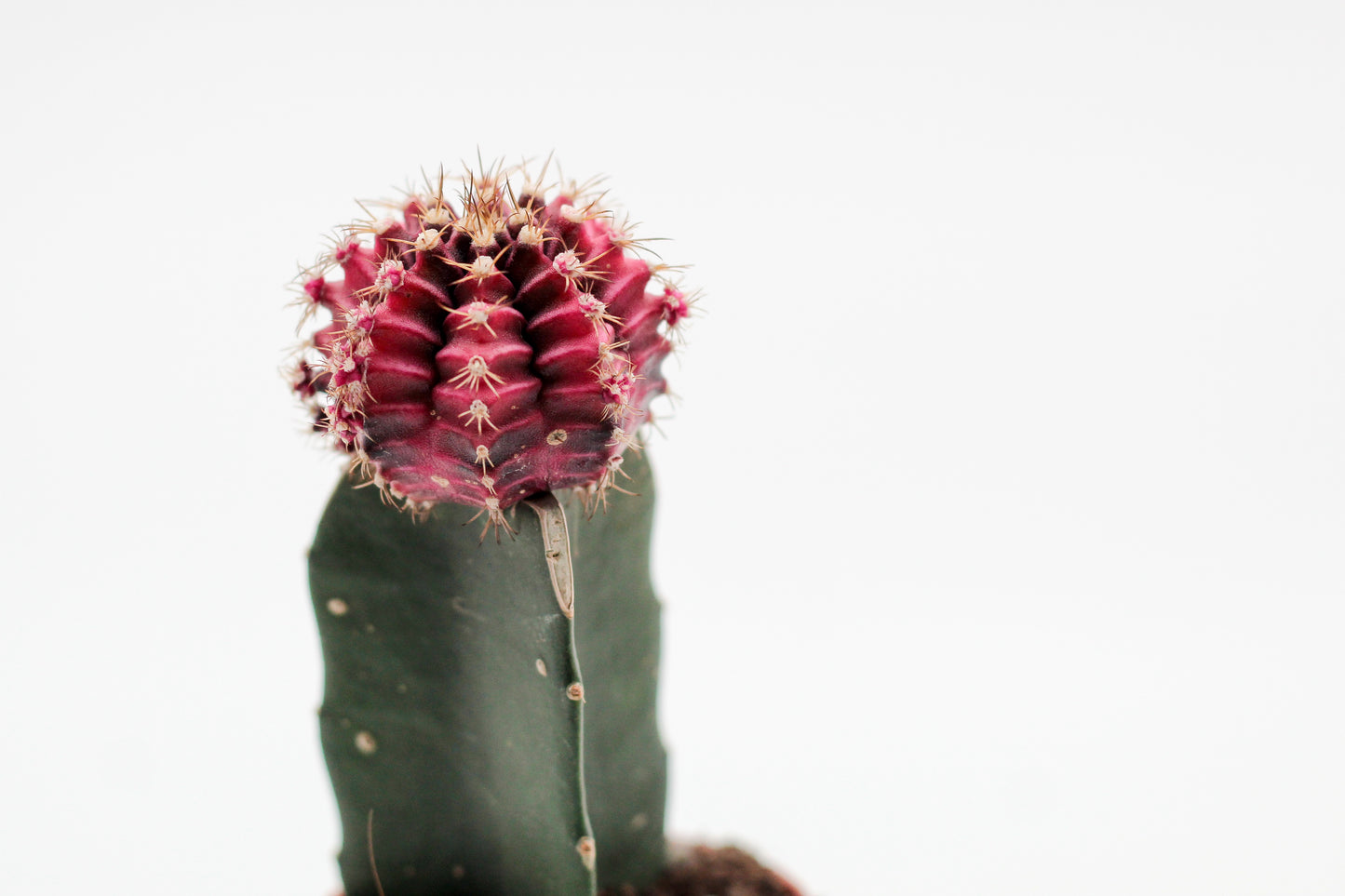 Gymnocalycium hybride mix