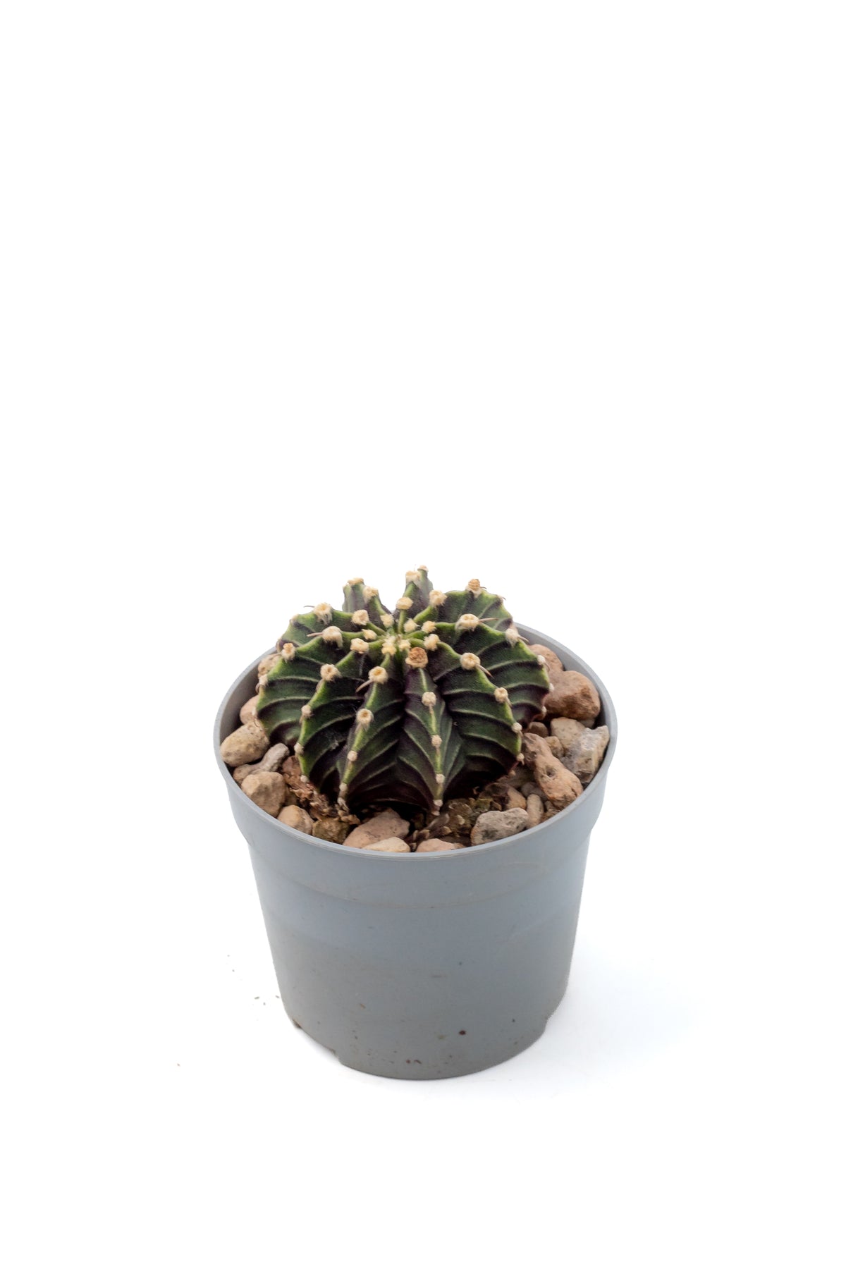 Gymnocalycium friedrichii LB 2178