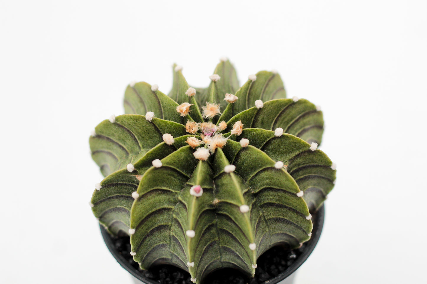 Gymnocalycium friedrichii LB 2178