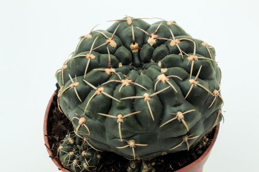 Gymnocalycium hyptiacanthum subs. uruguayense