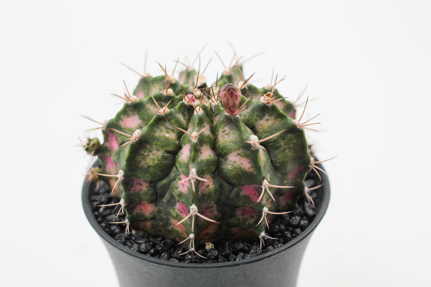 Gymnocalycium mihanovichii T-rex hybrid