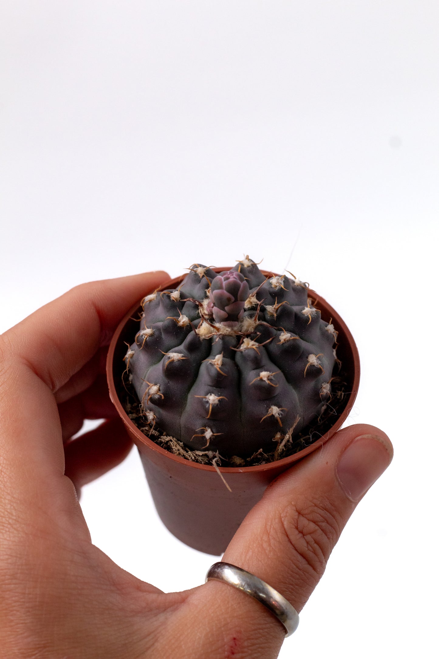 Gymnocalycium ochoterenae subs. vatteri