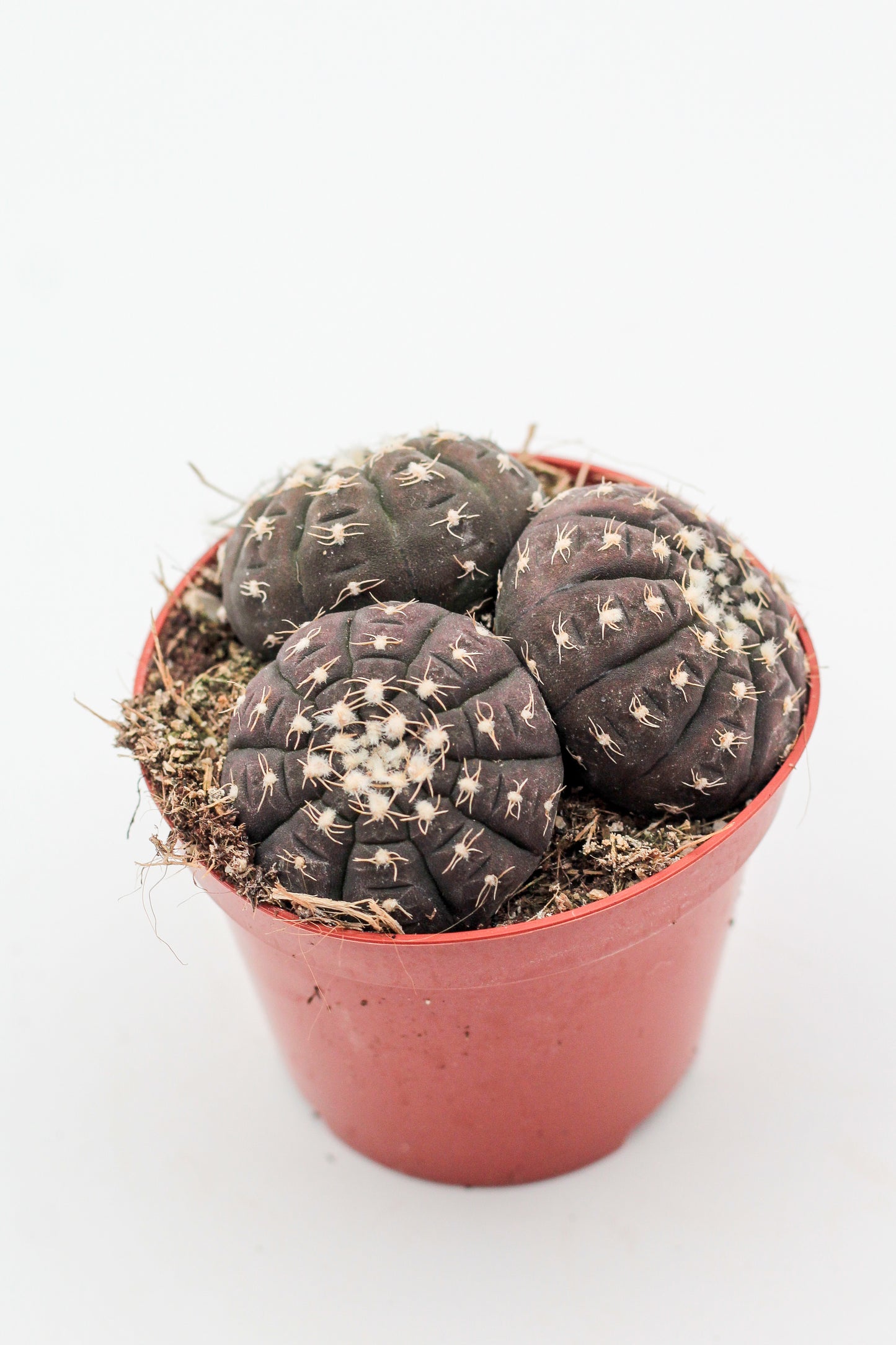 Gymnocalycium ragonesei