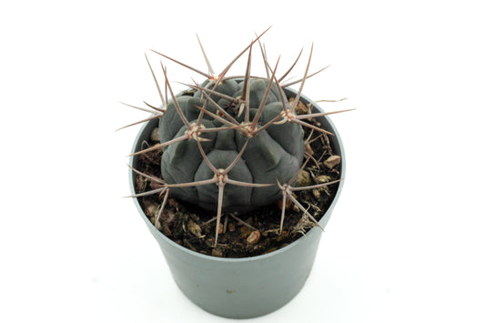 Gymnocalycium spegazzinii subs. armatum