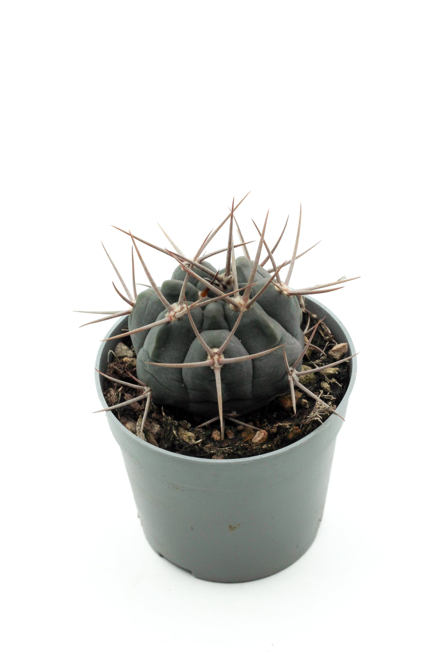Gymnocalycium spegazzinii subs. armatum