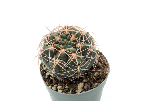Gymnocalycium stellatum