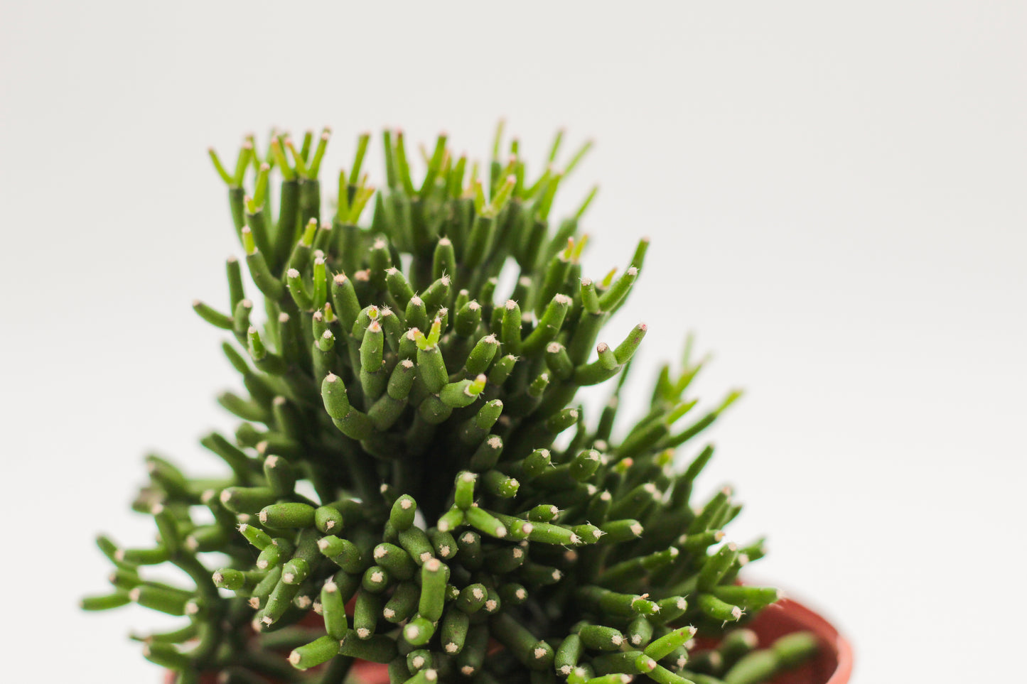 Hatiora salicornioides