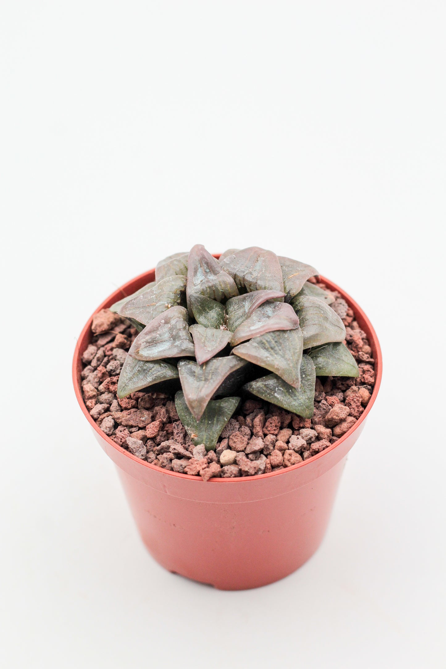 Haworthia Picsplendens