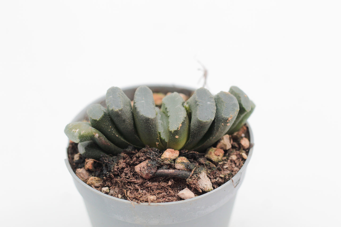 Haworthia truncata
