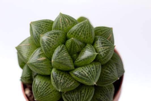 Haworthia comptoniana hybride