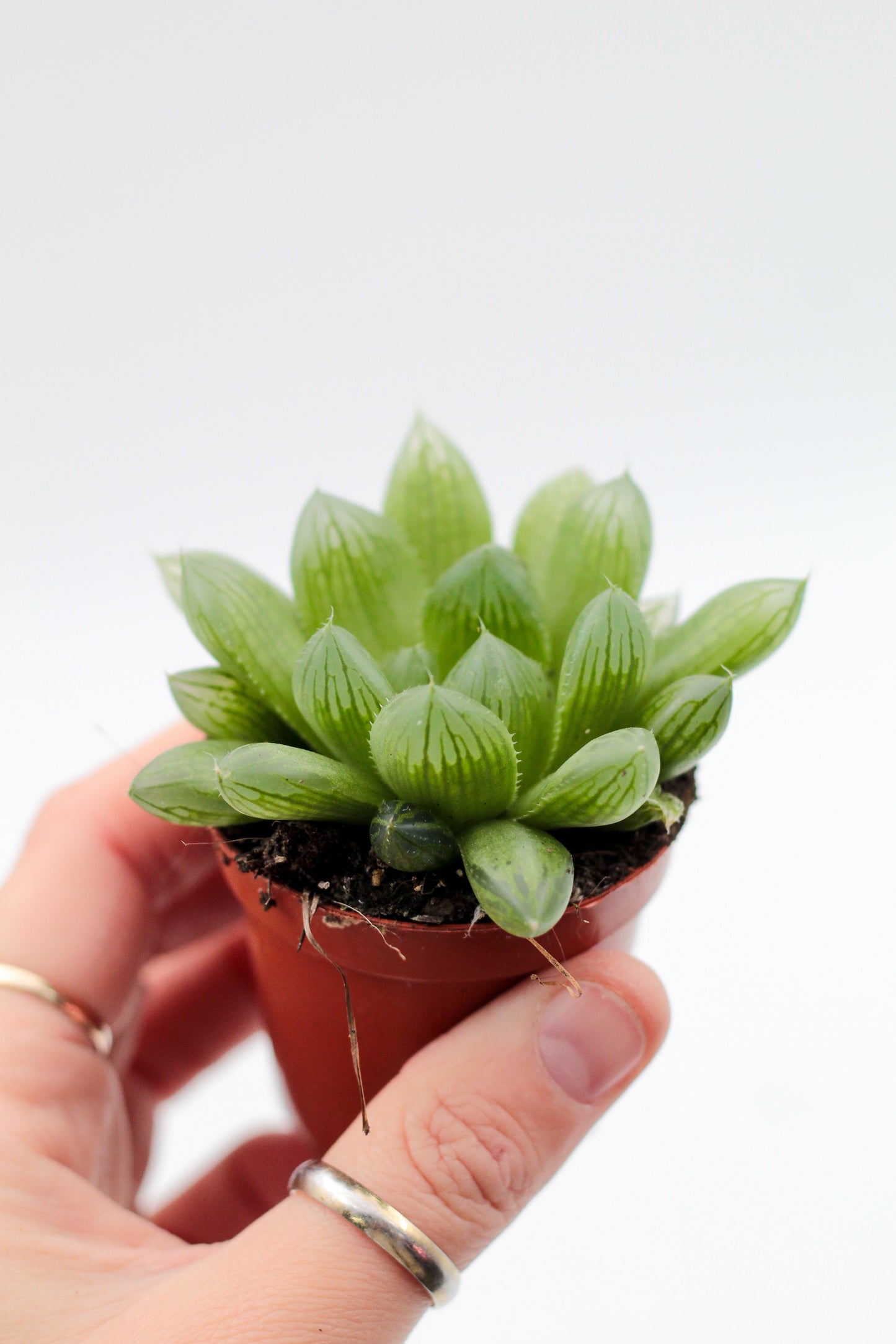 Haworthia cooperi var. truncata