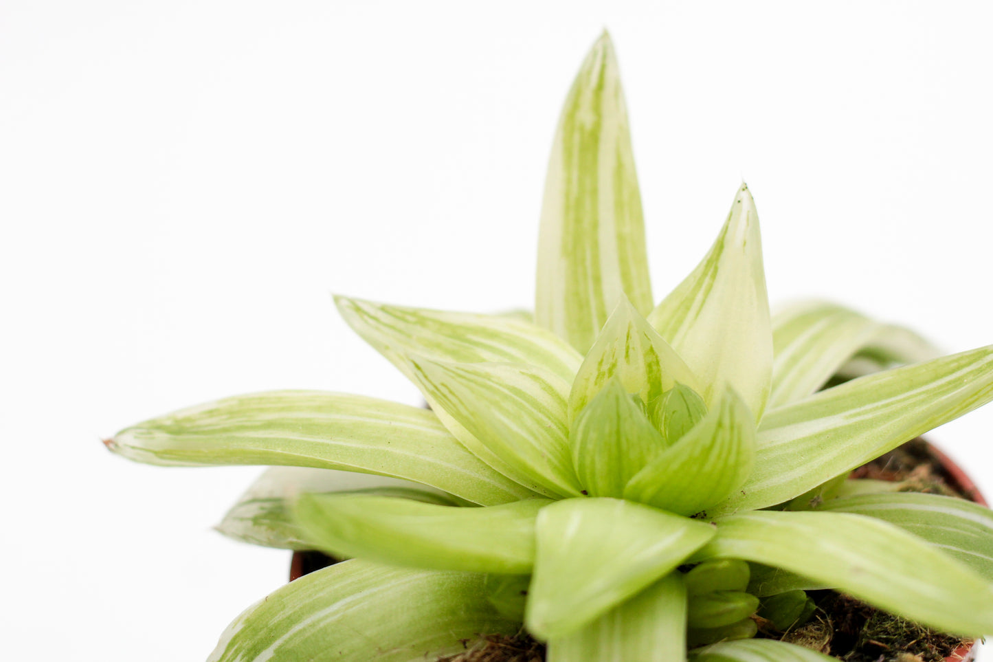 Haworthia cymbiformis variegata