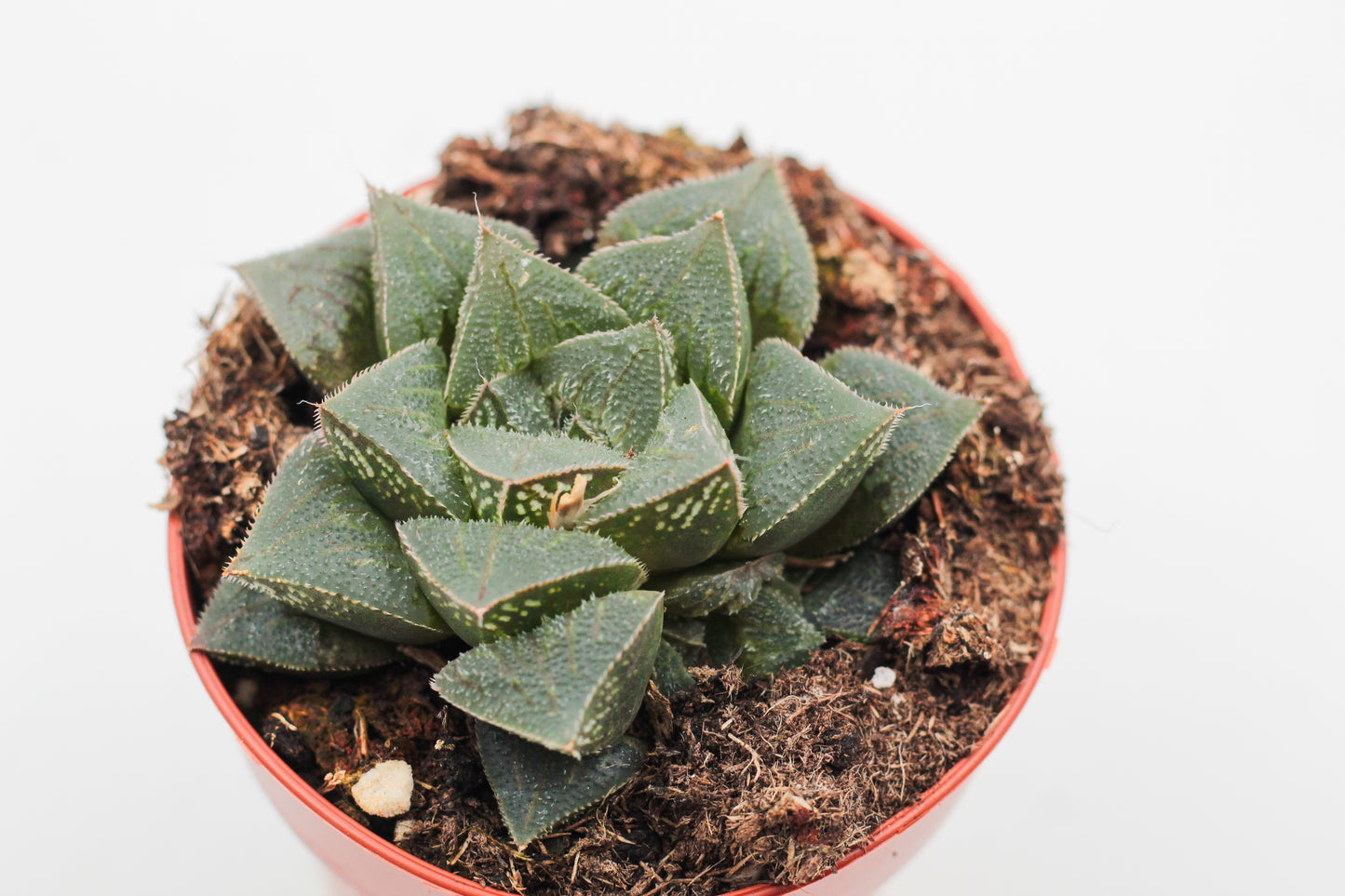 Haworthia pymaea