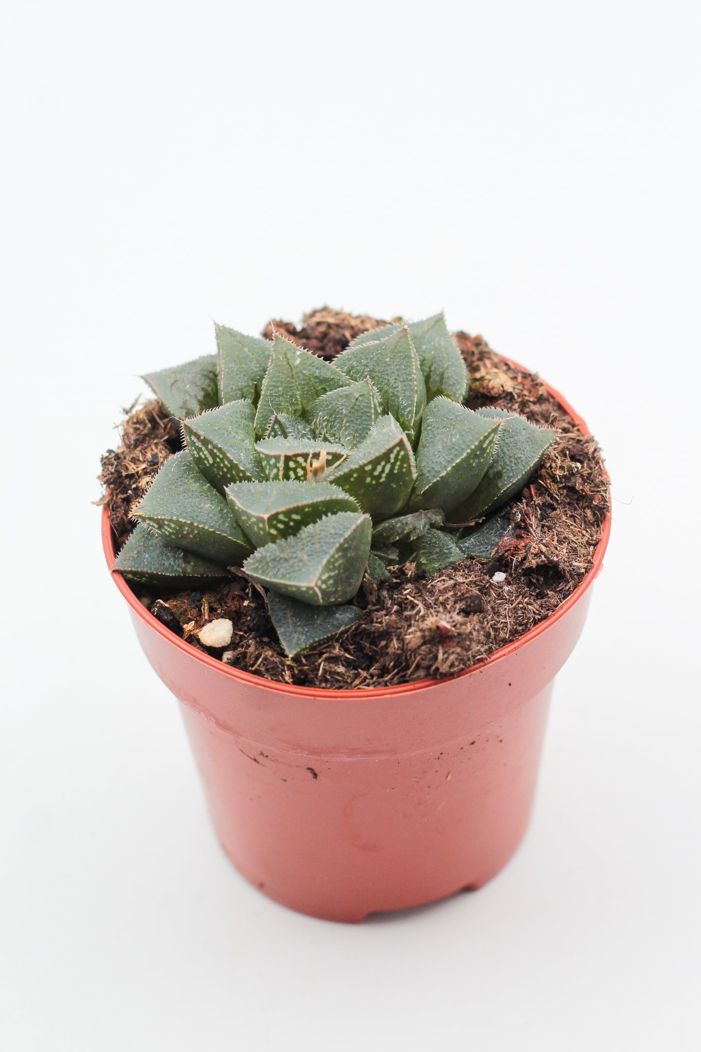 Haworthia pymaea