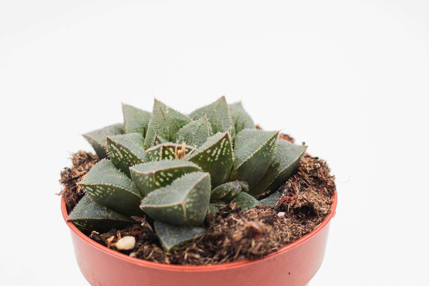 Haworthia pymaea