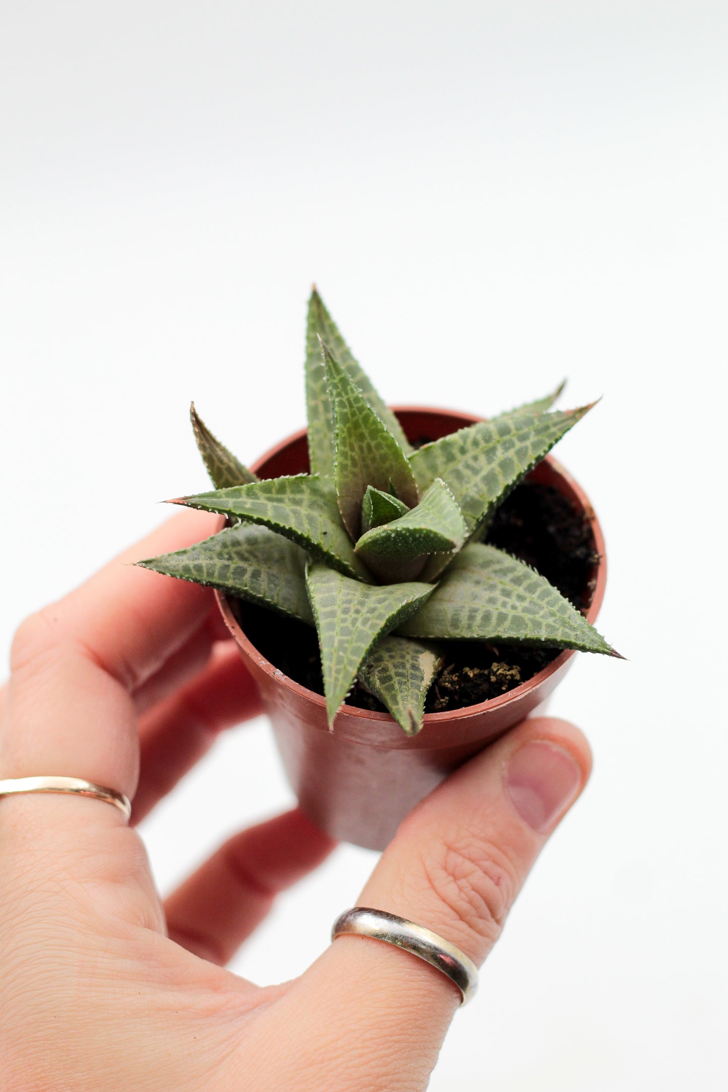 Haworthia venosa subs. tessellata