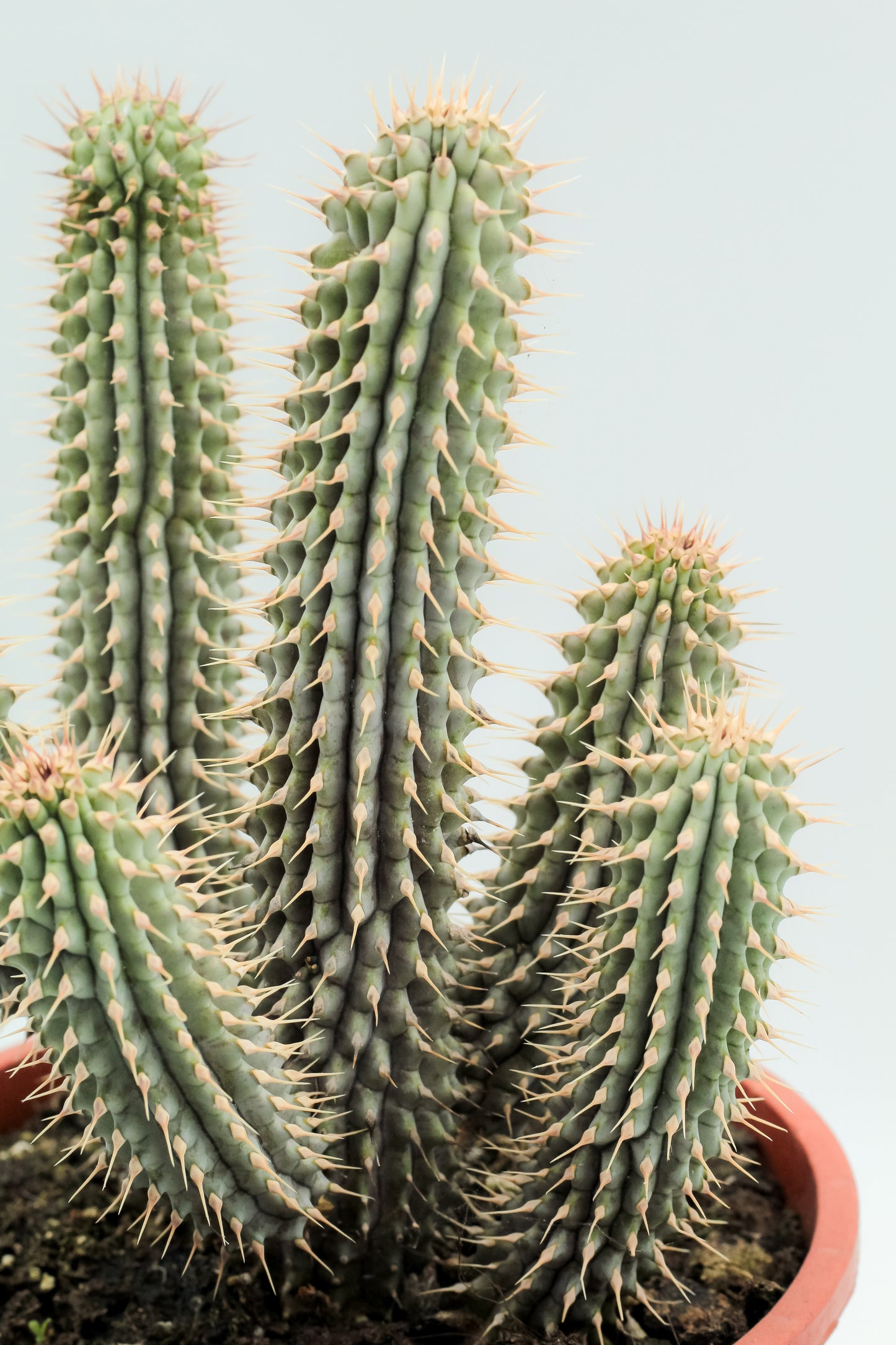 Hoodia Gordonii groot