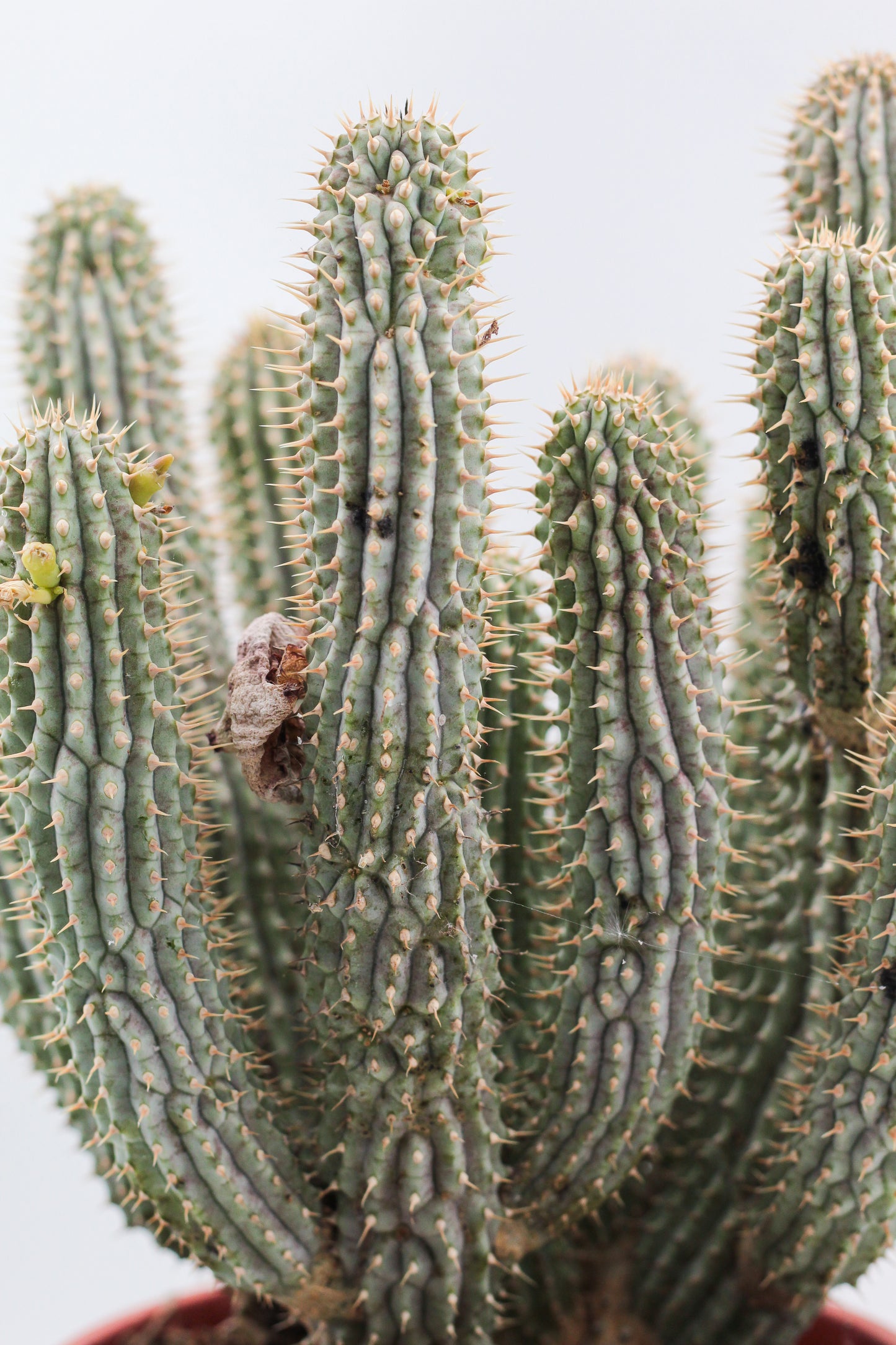 Hoodia Gordonii groot
