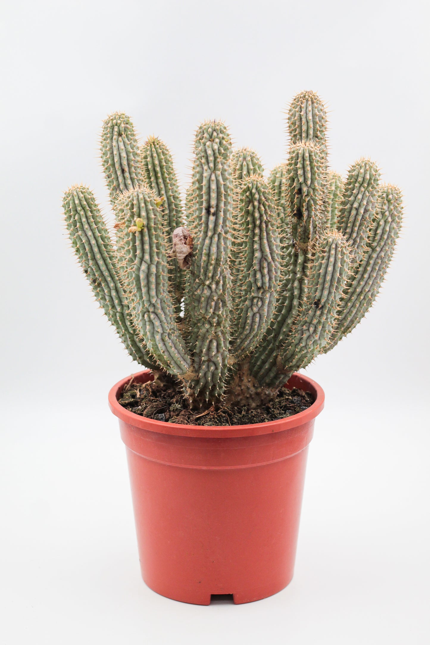 Hoodia Gordonii groot