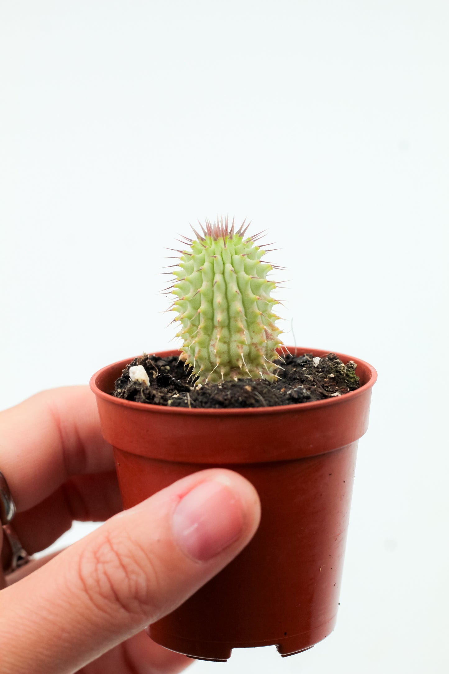 Hoodia gordonii