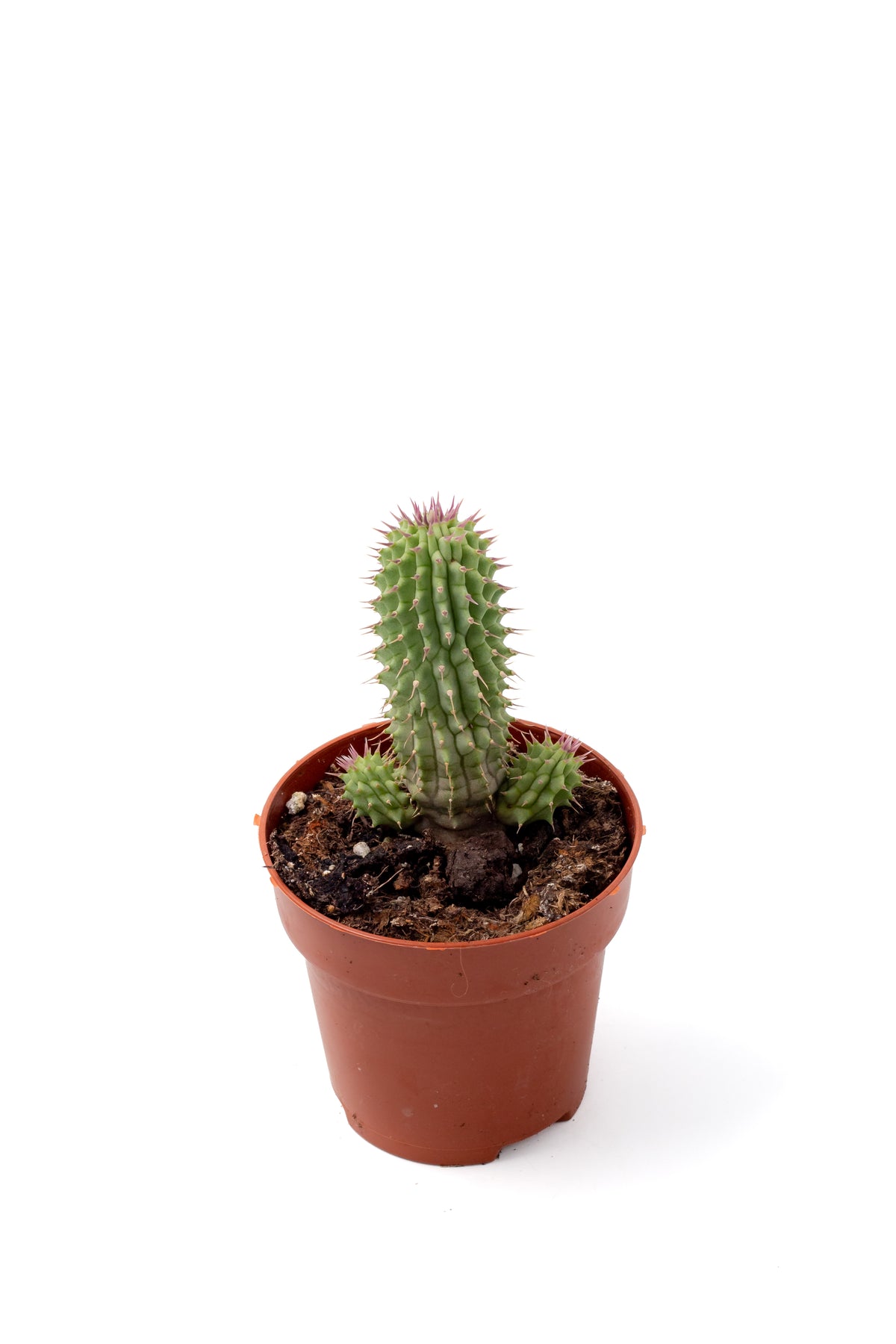 Hoodia gordonii