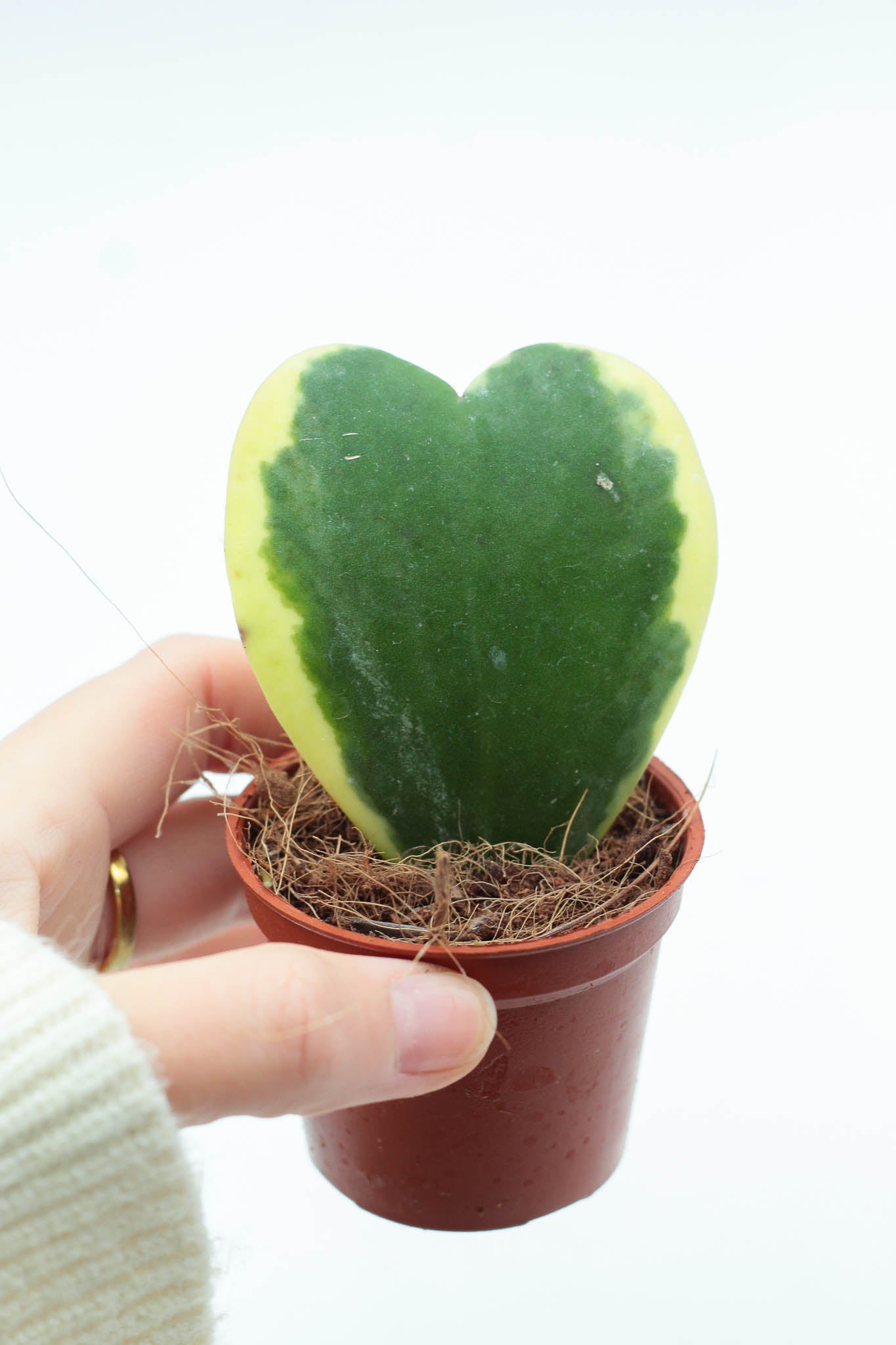 Hoya Kerrii variegata heart plant