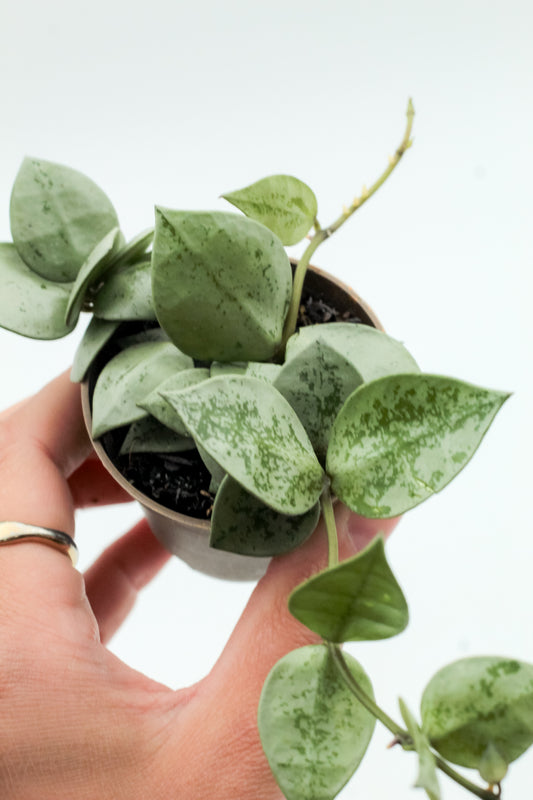 Hoya Krohniana Eskimo