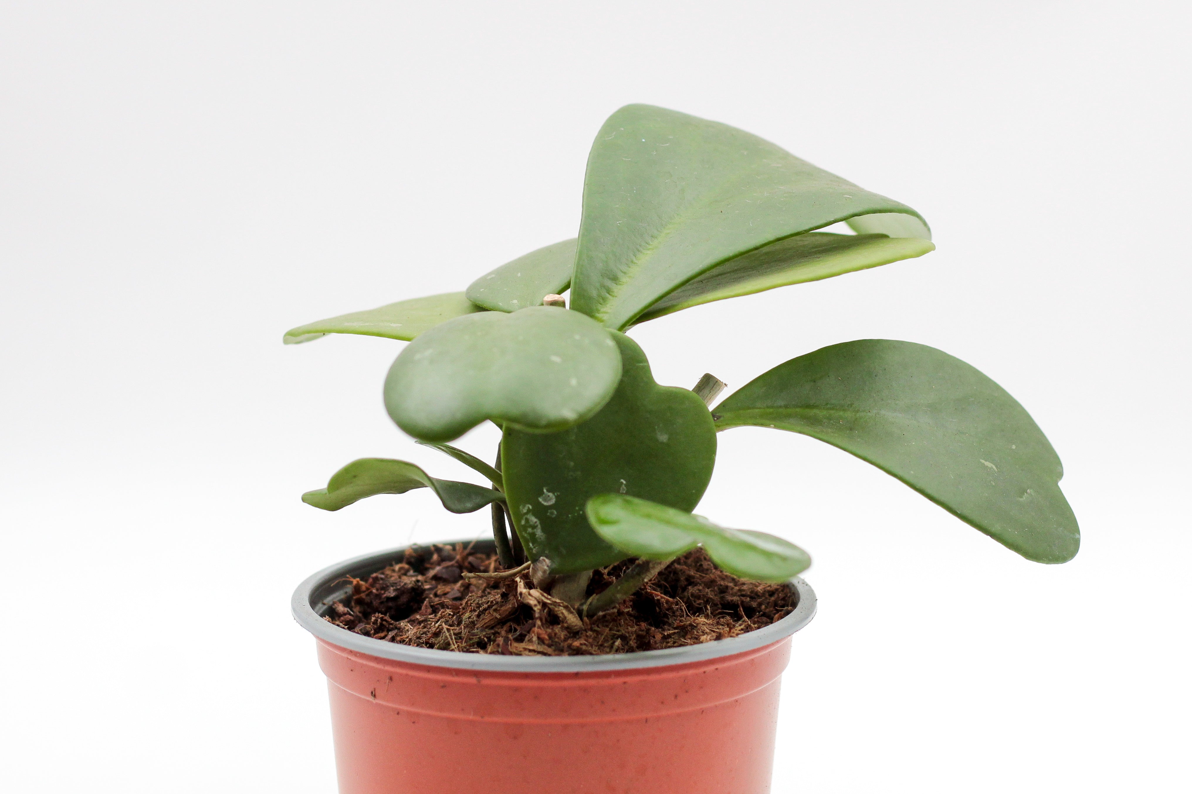 philodendron hartjesplant Hoya Kerrii hartjesplant