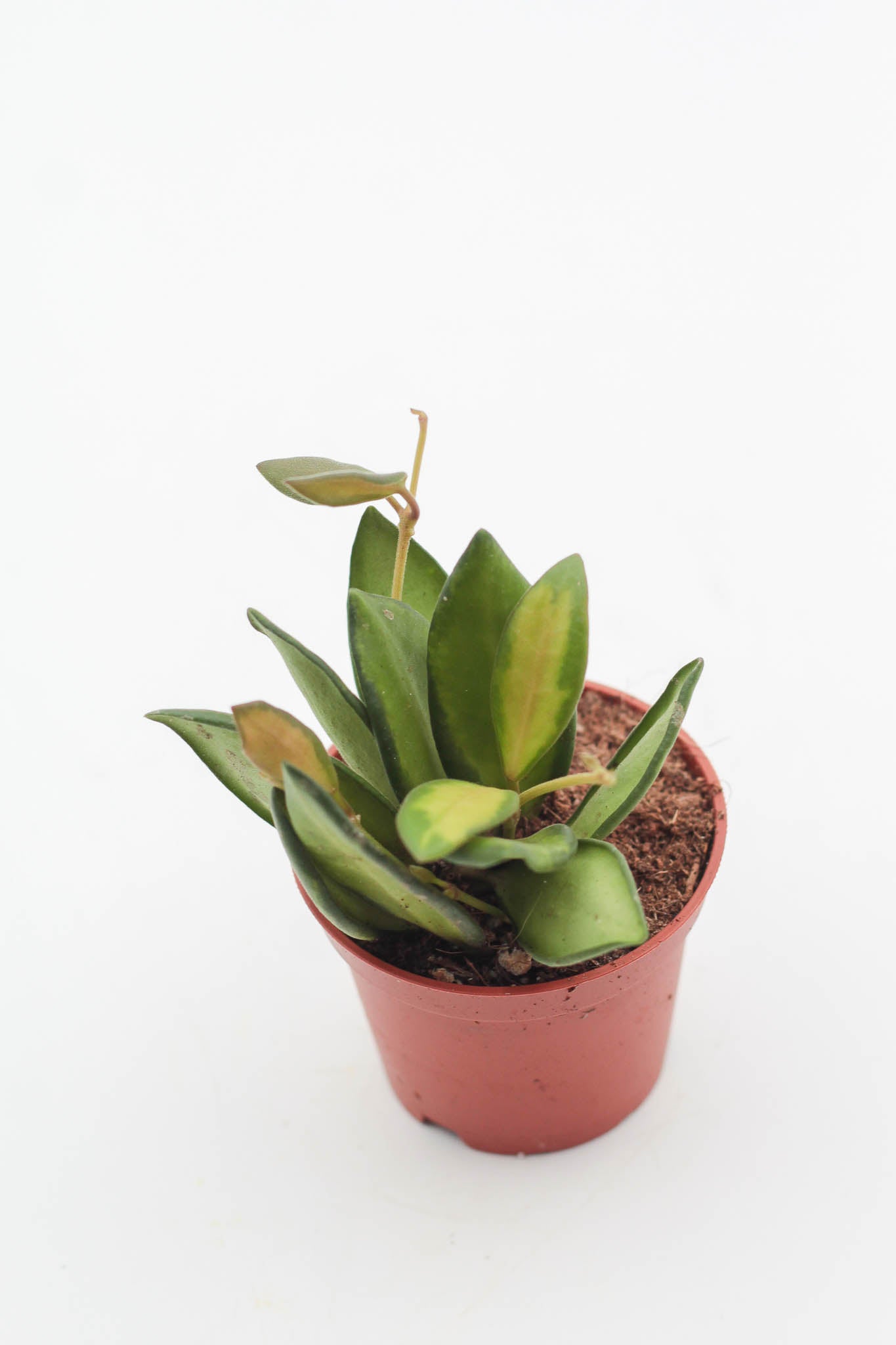 Hoya burtoniae variegata
