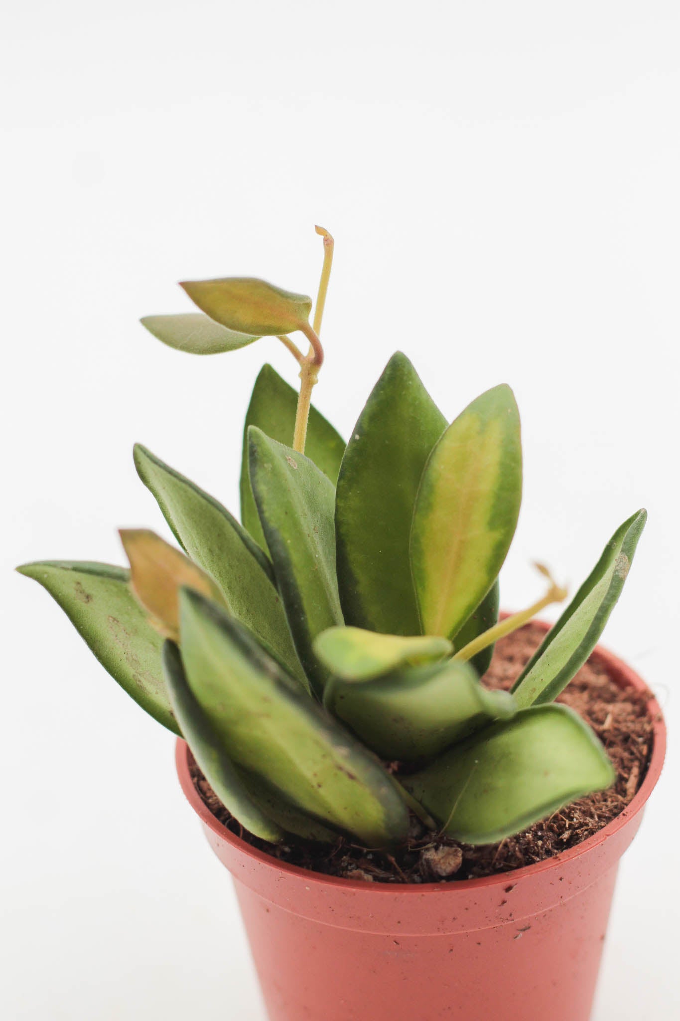 Hoya burtoniae variegata