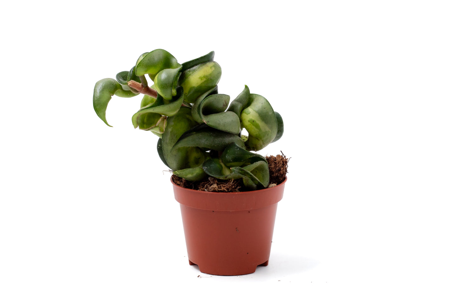 Hoya carnosa compacta 'Mauna Loa'