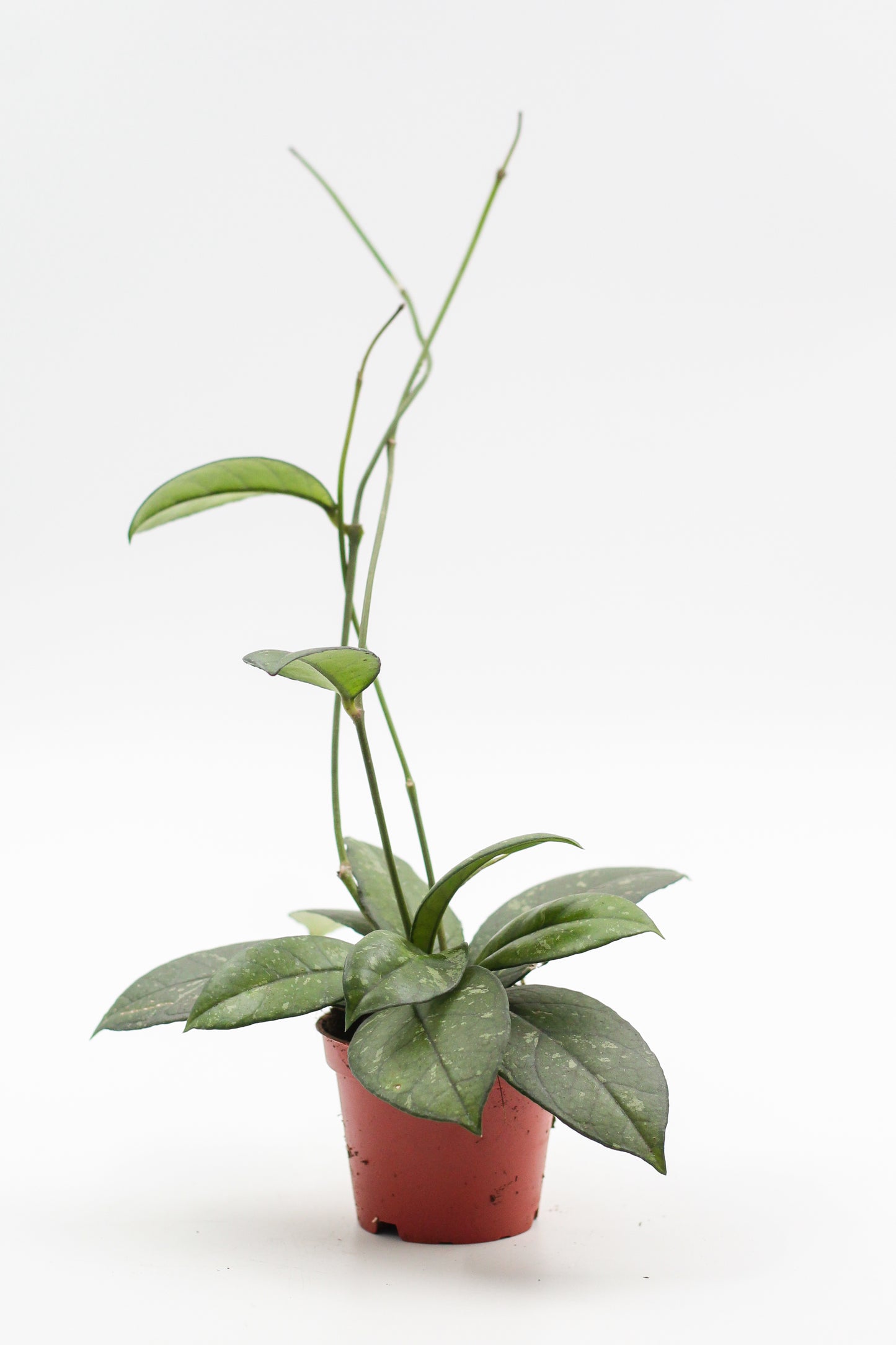 Hoya crassipetiolata splash