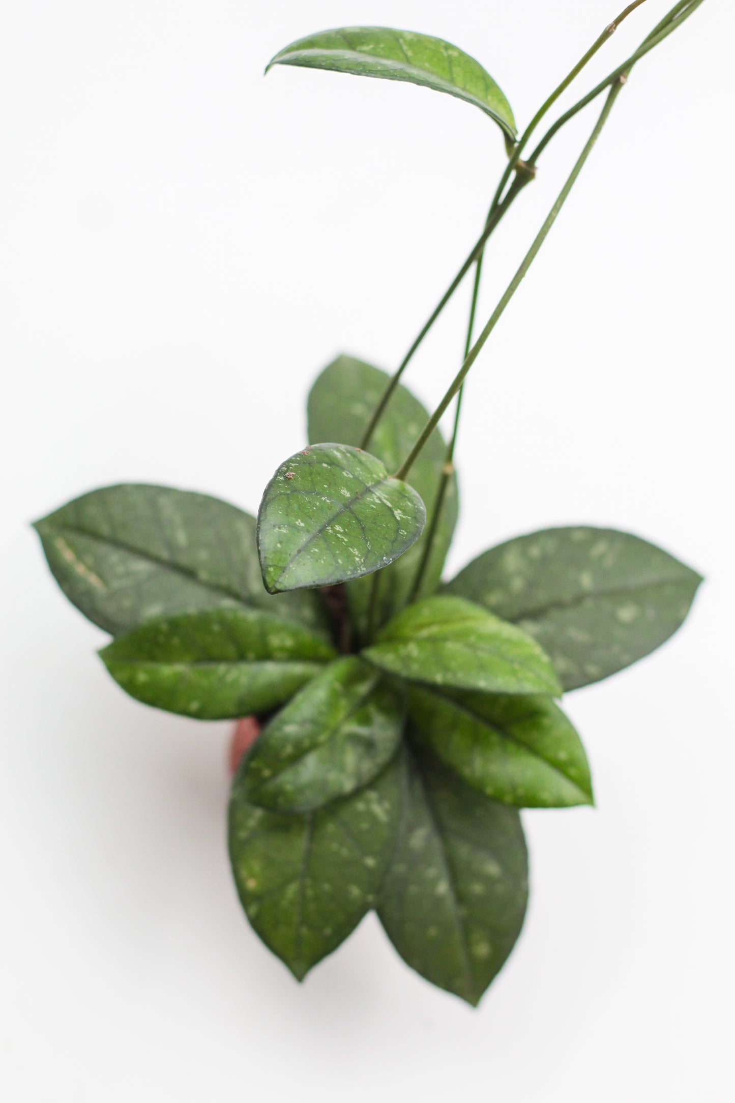 Hoya crassipetiolata splash