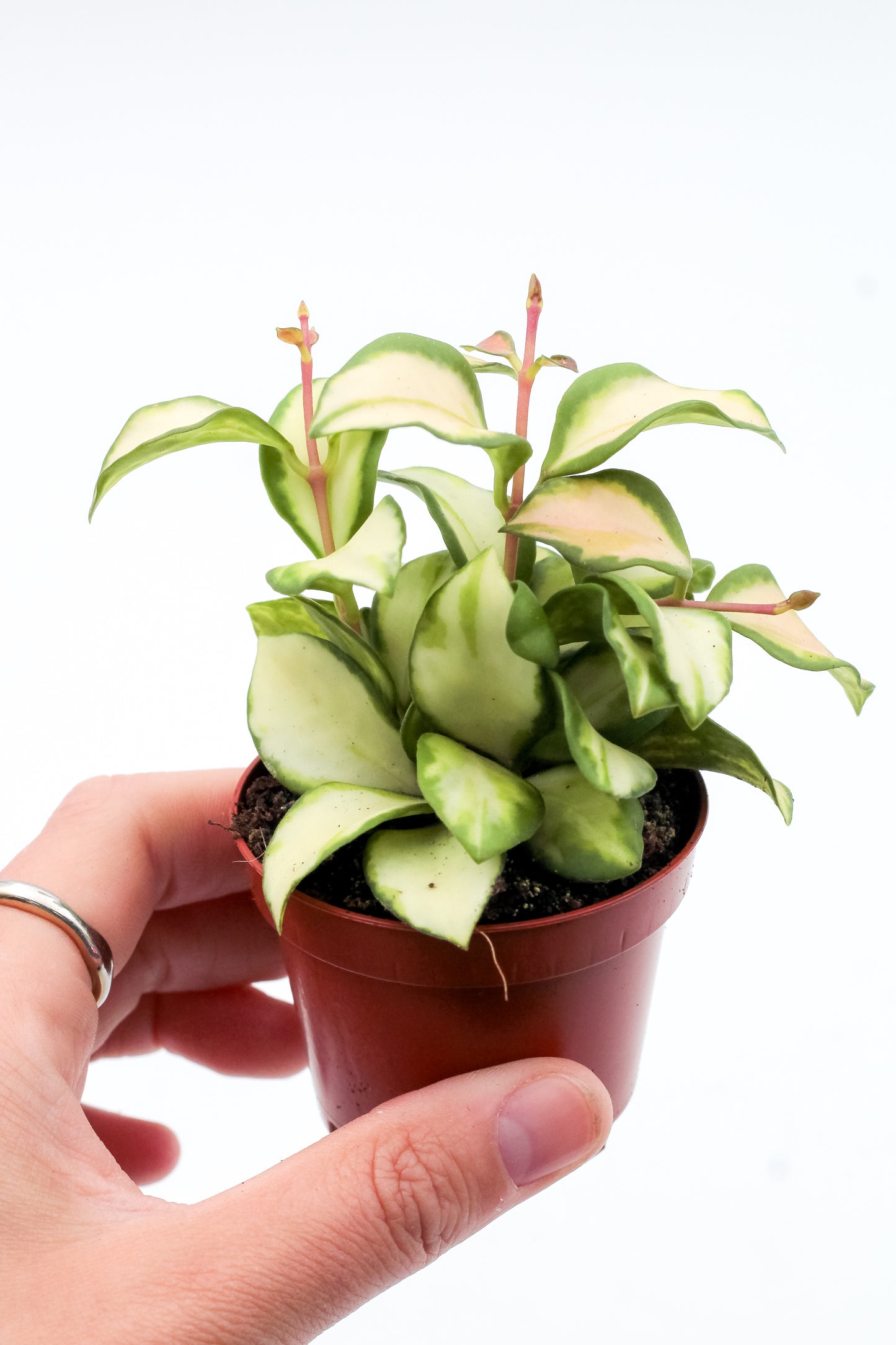 Hoya heuschkeliana variegata