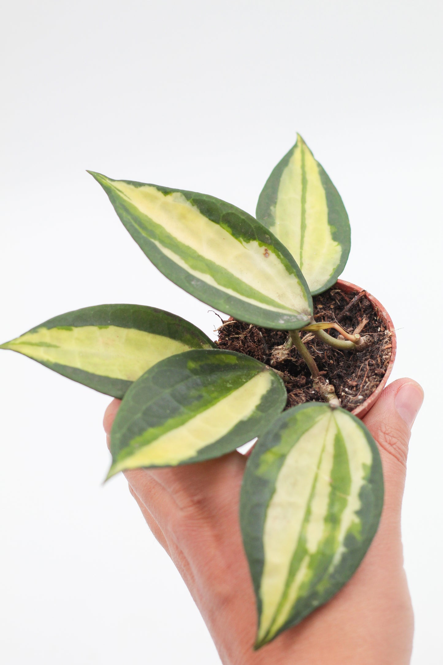 Hoya latifolia 'Albomarginata "pot of gold"