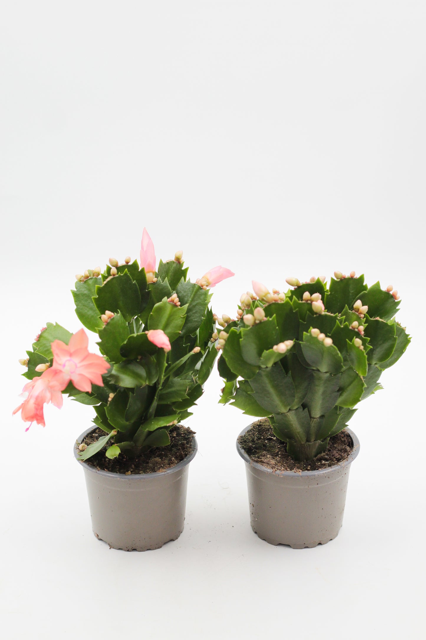 Schlumbergera lidcactus "Kerstcactus"