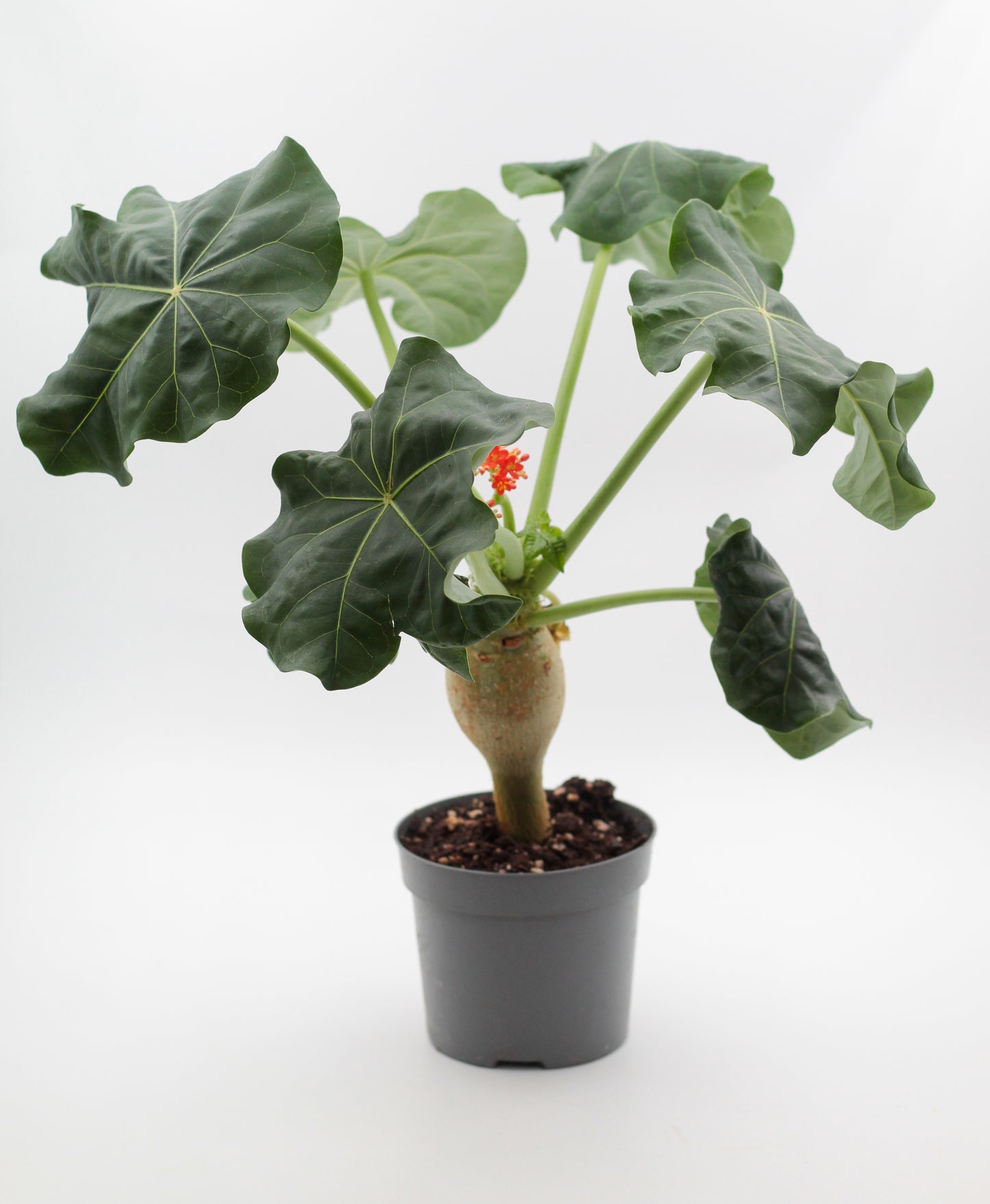 Jatropha podagrica